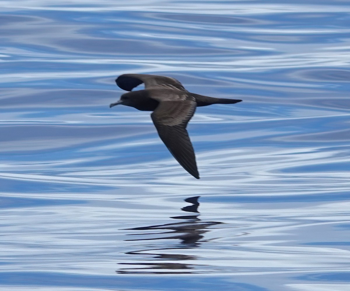 Sooty Shearwater - ML625073972