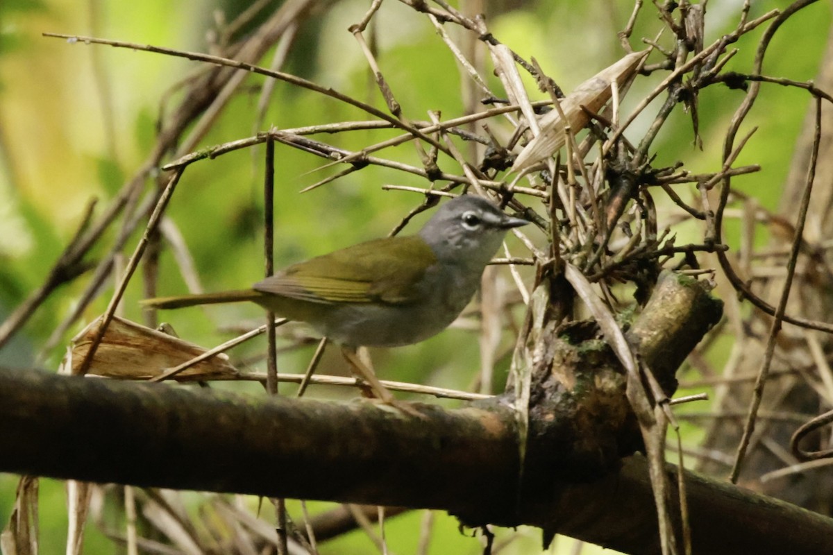 White-browed Warbler - ML625074021