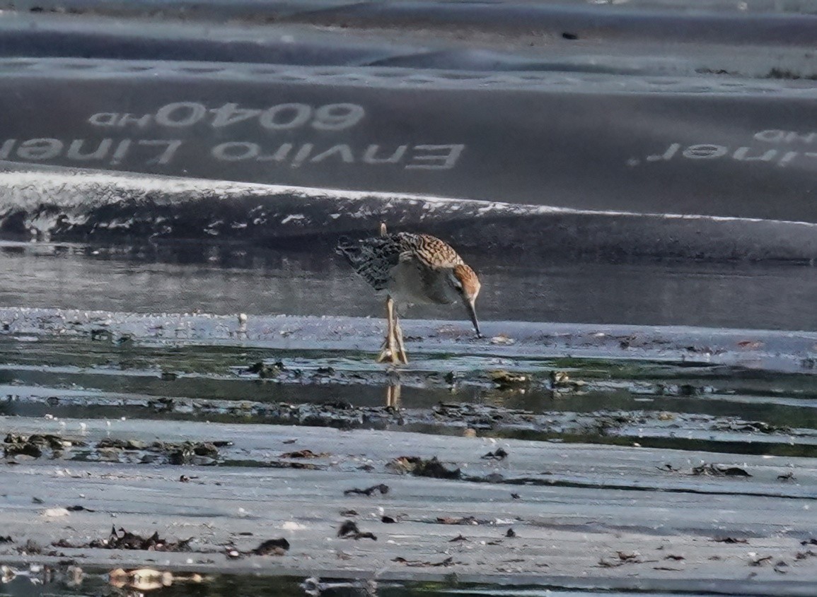 Sharp-tailed Sandpiper - ML625074069