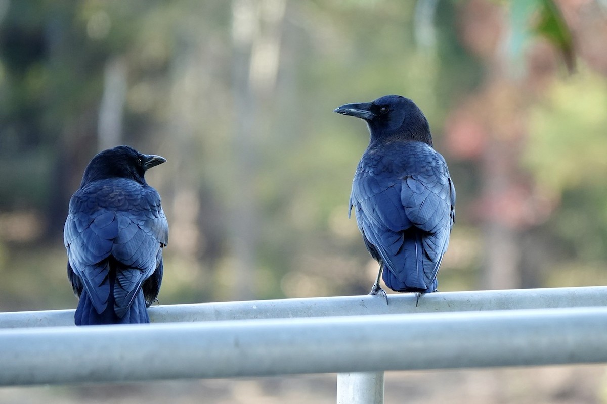 American Crow - Fleeta Chauvigne