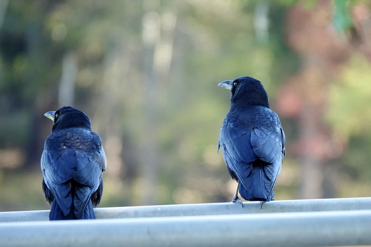 American Crow - ML625074097