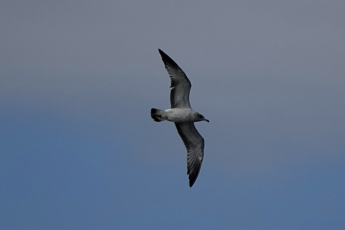 Ring-billed Gull - ML625074134