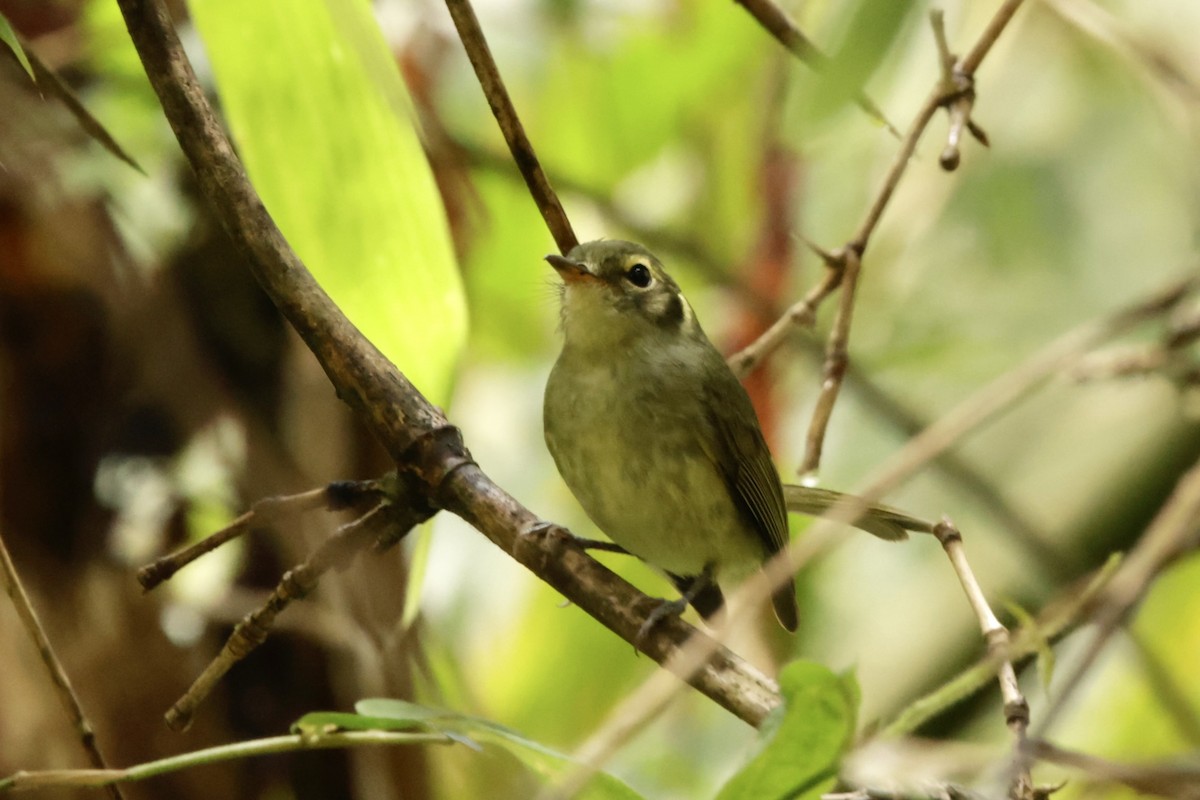 Oustalet's Tyrannulet - ML625074198