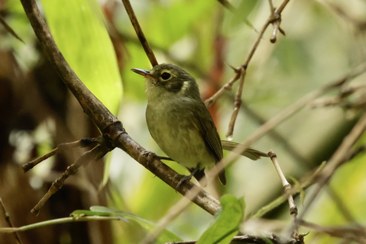 Oustalet's Tyrannulet - ML625074199