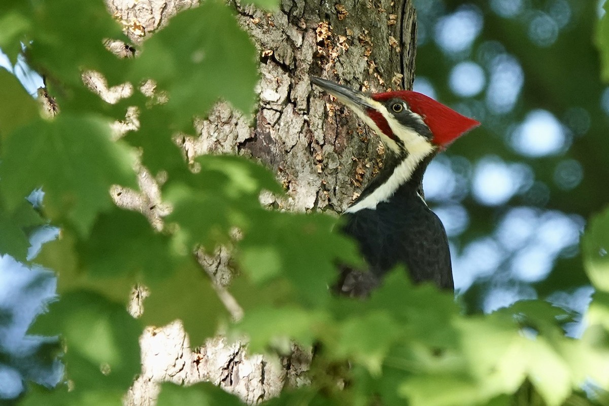 Pileated Woodpecker - ML625074223