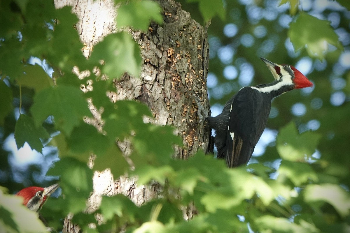 Pileated Woodpecker - ML625074224