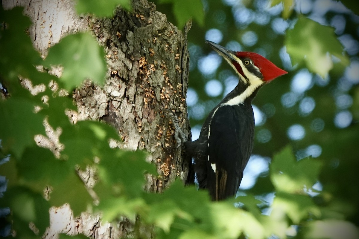 Pileated Woodpecker - ML625074225