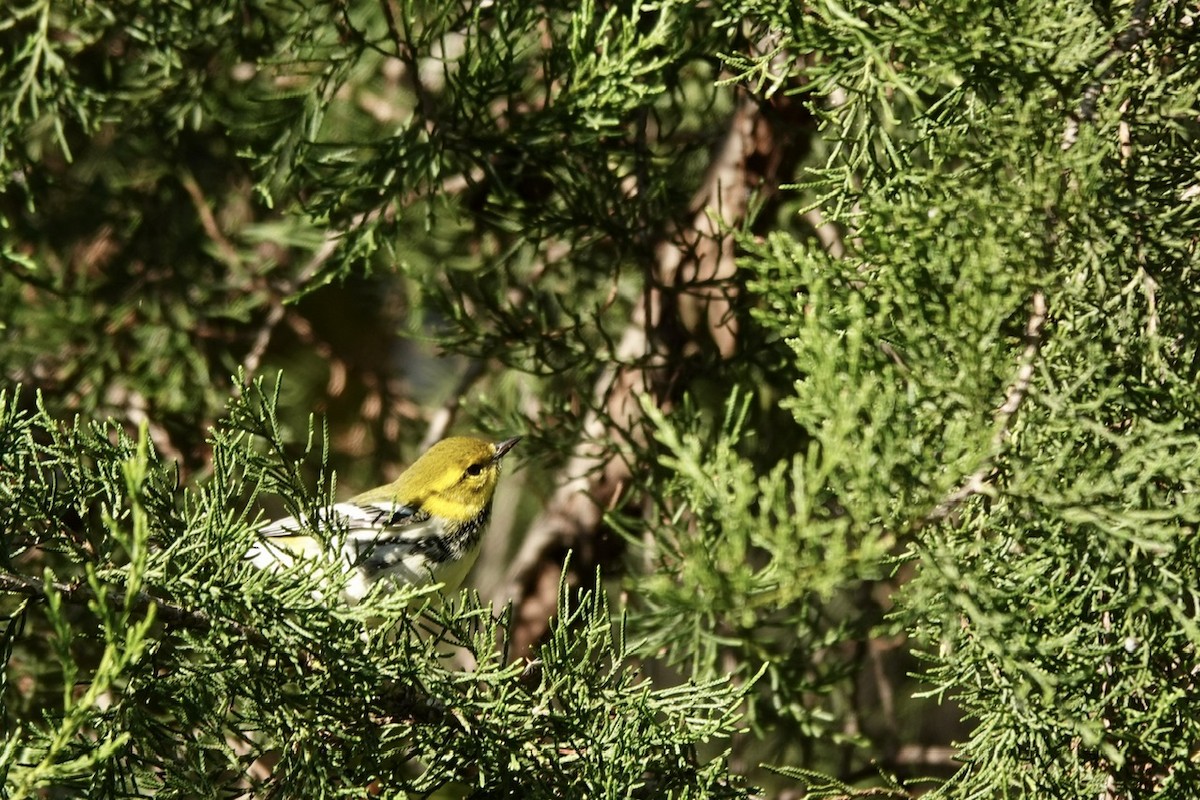 Black-throated Green Warbler - ML625074232