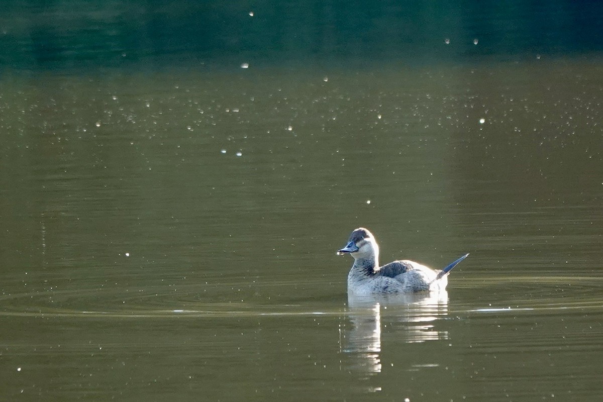 Ruddy Duck - ML625074244