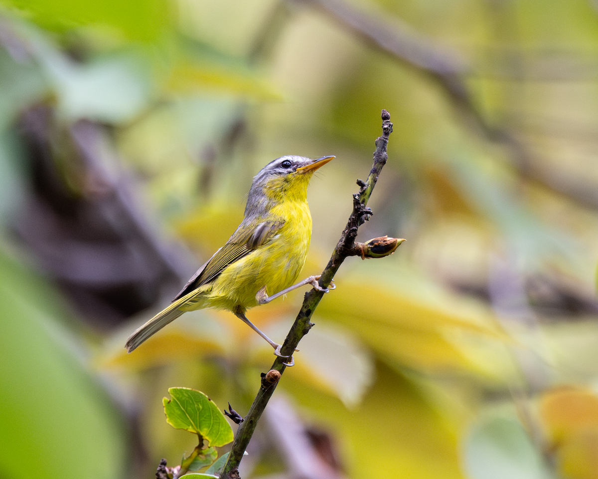 Gray-hooded Warbler - ML625074369