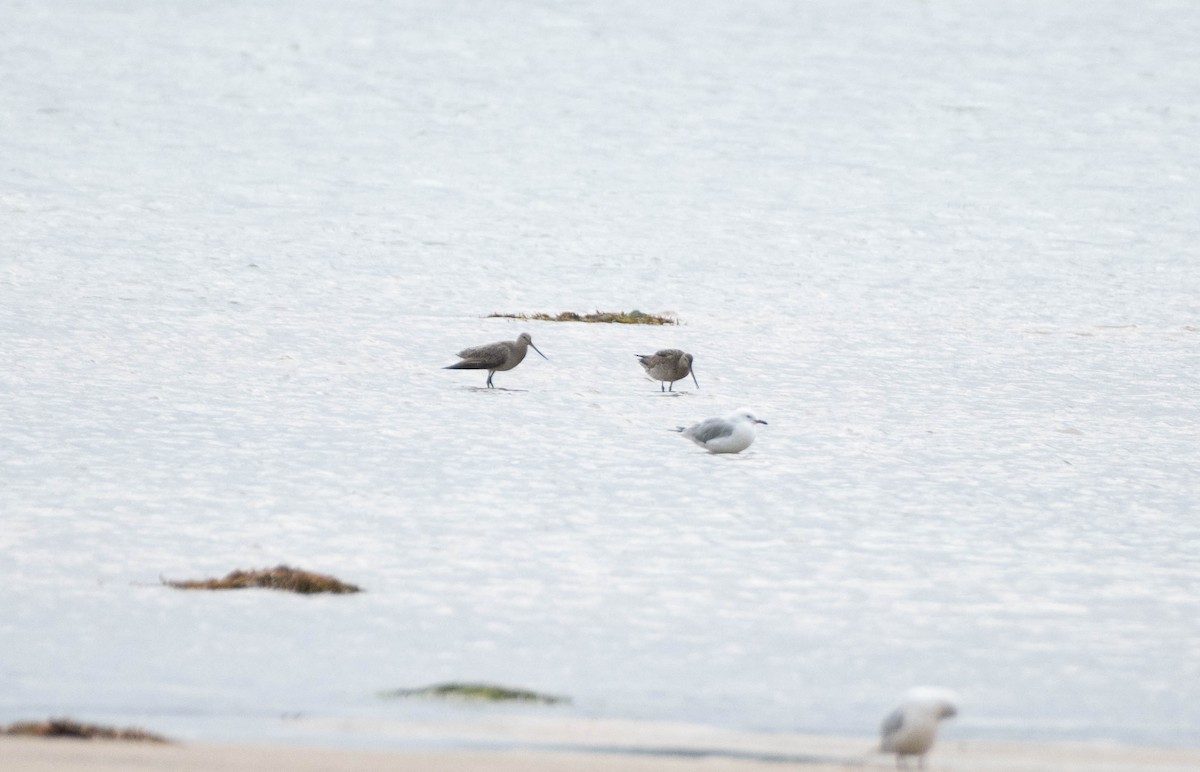 Bar-tailed Godwit - ML625074382