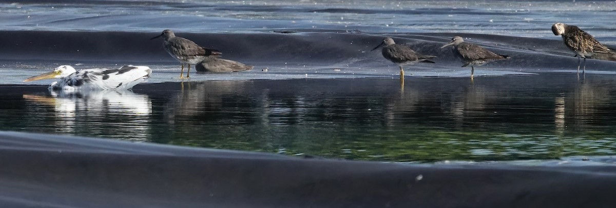 Gray-tailed Tattler - ML625074469