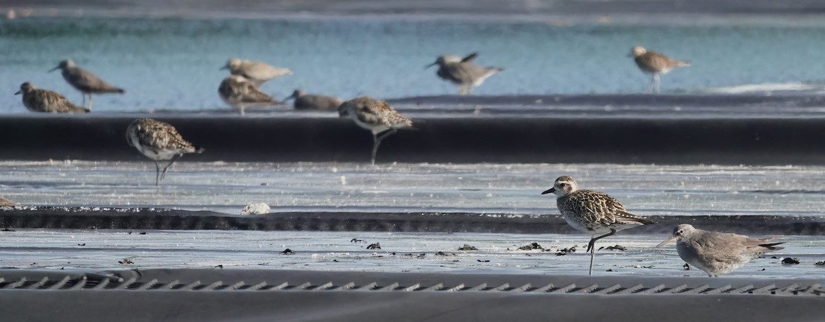 Gray-tailed Tattler - ML625074473