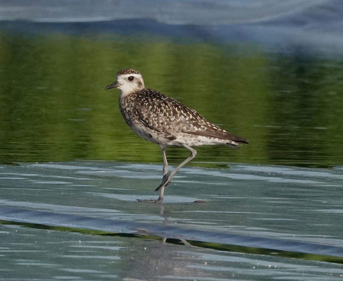 Pacific Golden-Plover - ML625074501