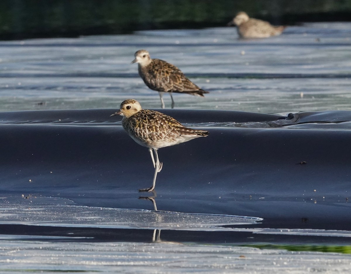 Pacific Golden-Plover - ML625074503