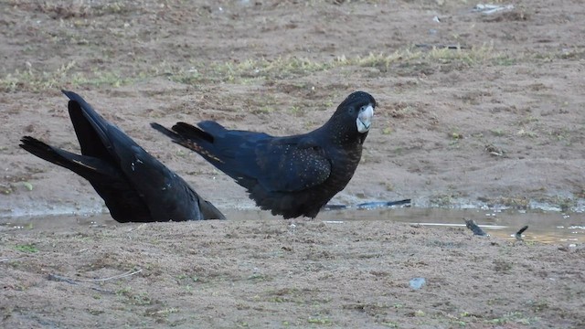 アカオクロオウム - ML625074512