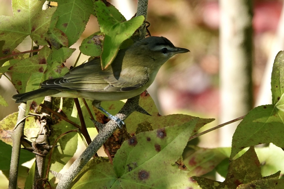 Red-eyed Vireo - Fleeta Chauvigne