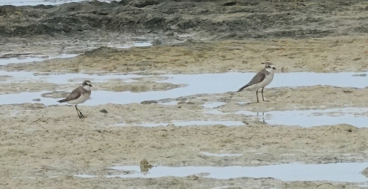 Siberian Sand-Plover - ML625074526