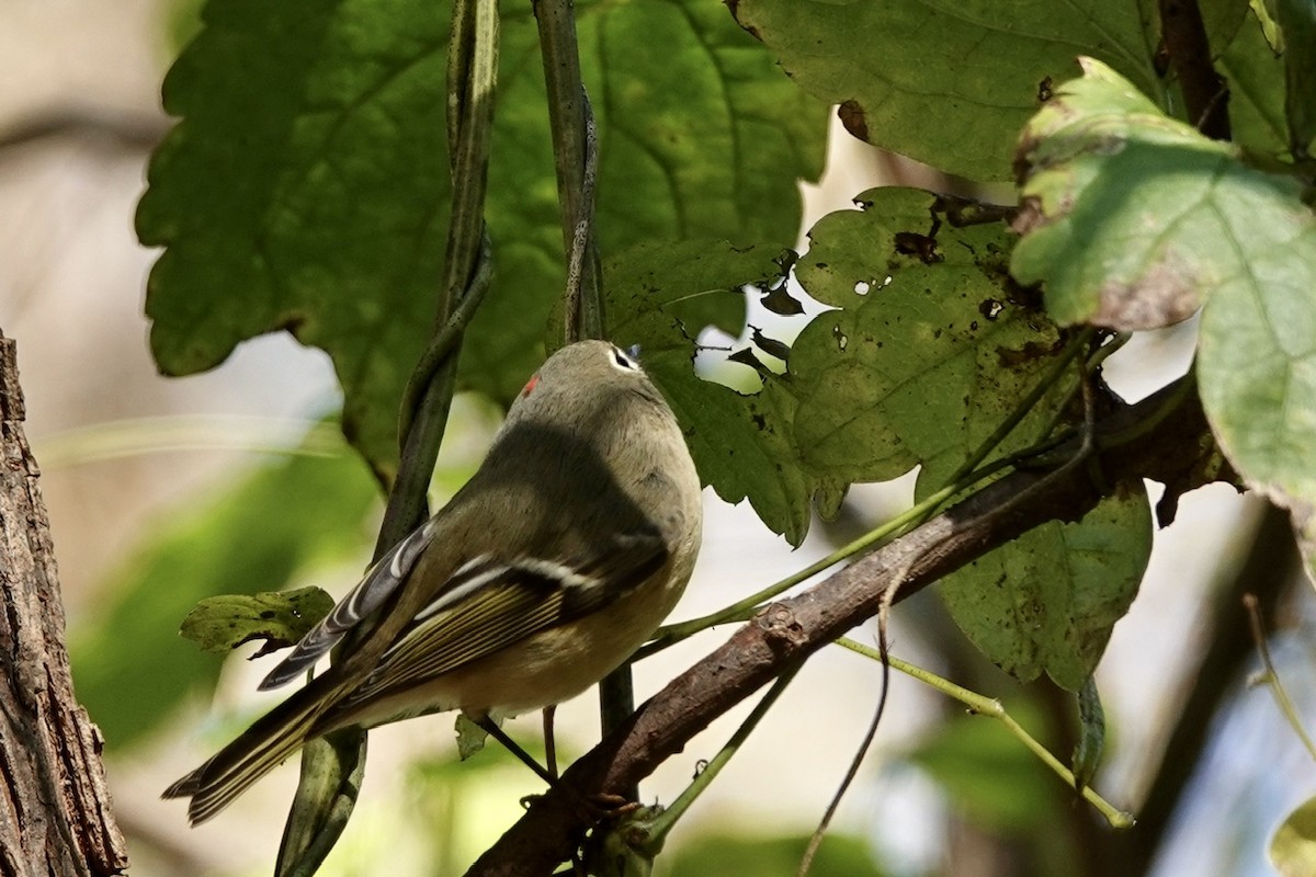 Ruby-crowned Kinglet - ML625074531