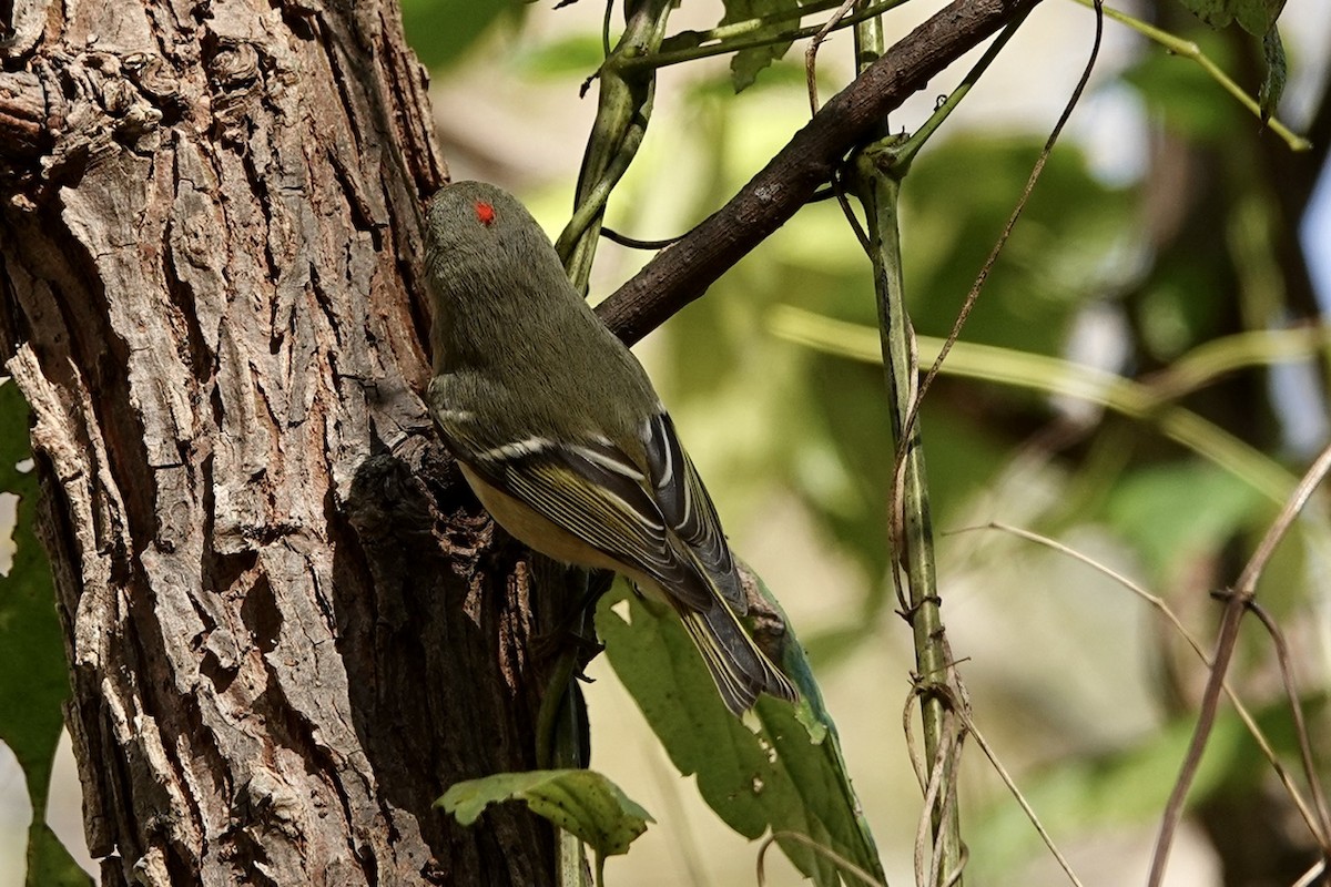 Ruby-crowned Kinglet - ML625074532