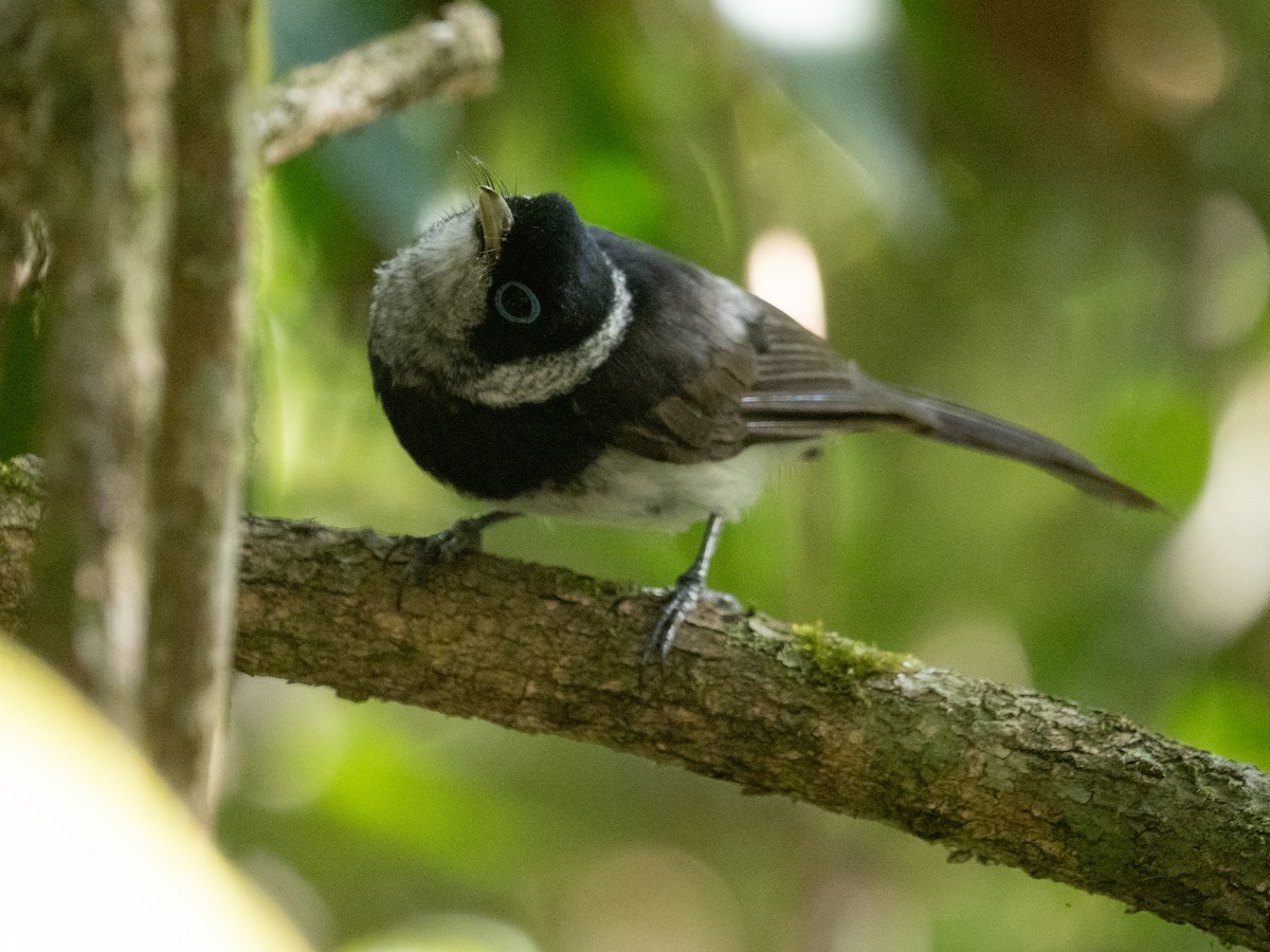 Pied Monarch - ML625074551