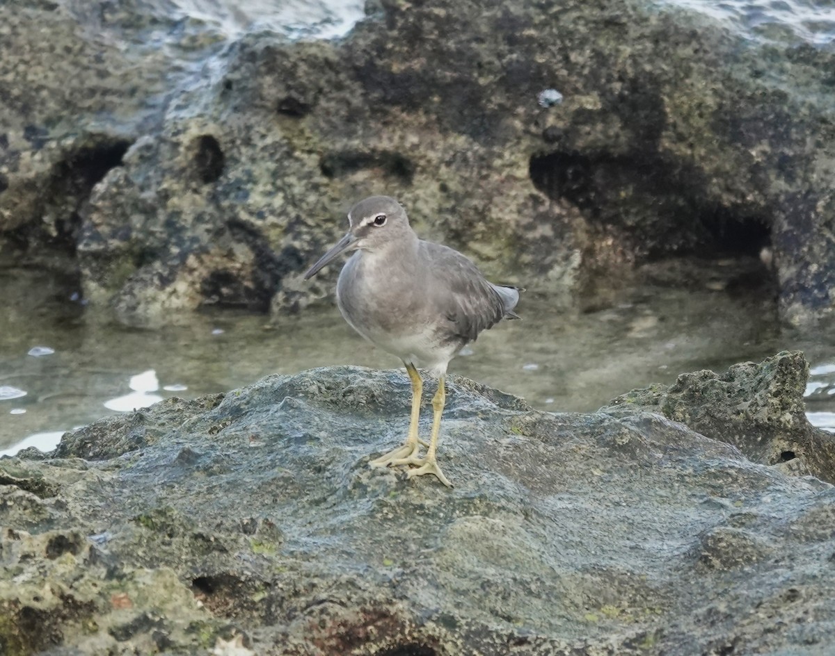 Gray-tailed Tattler - ML625074552