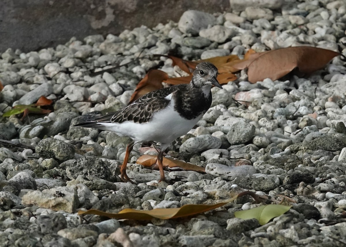 Ruddy Turnstone - ML625074564