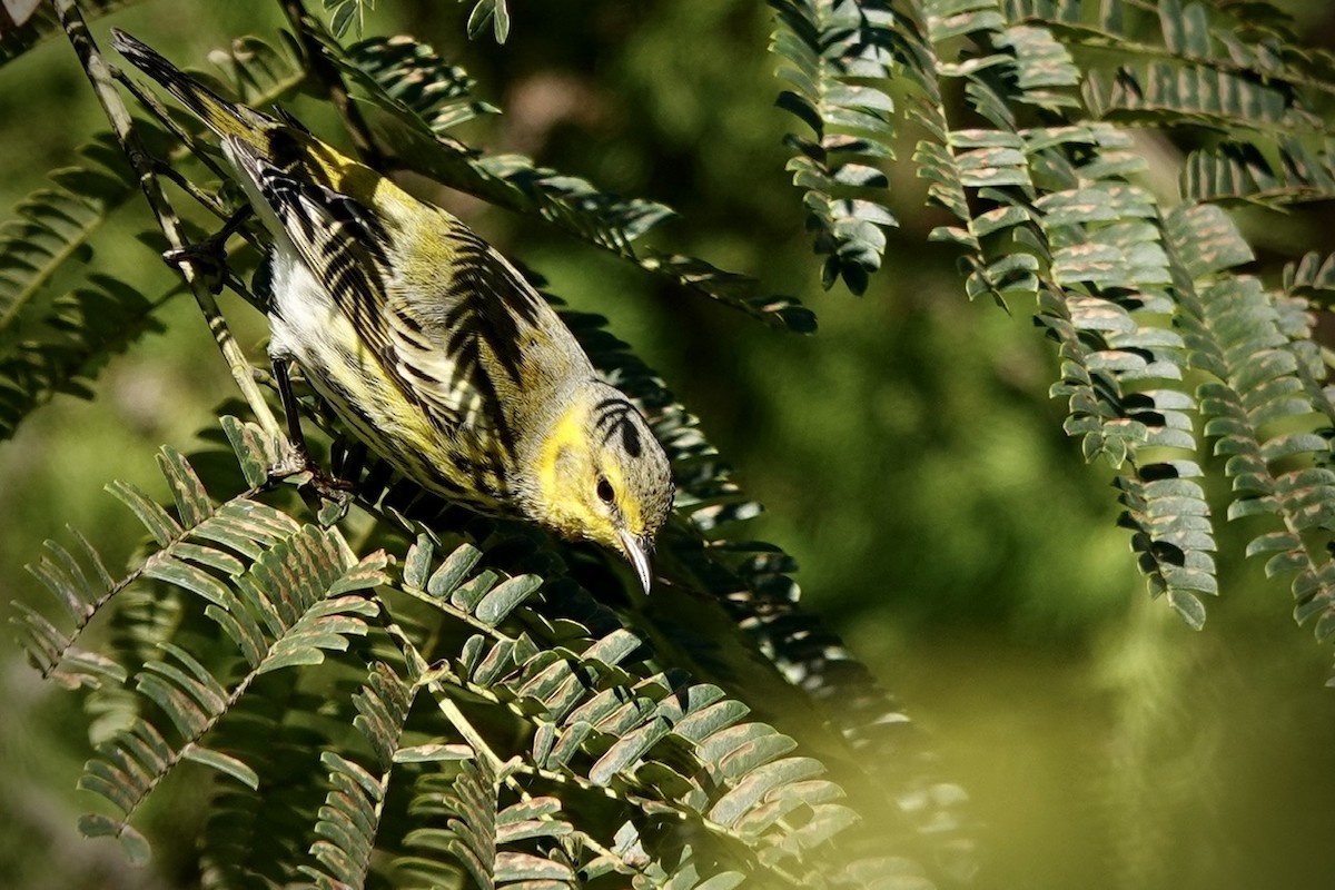 Cape May Warbler - ML625074569