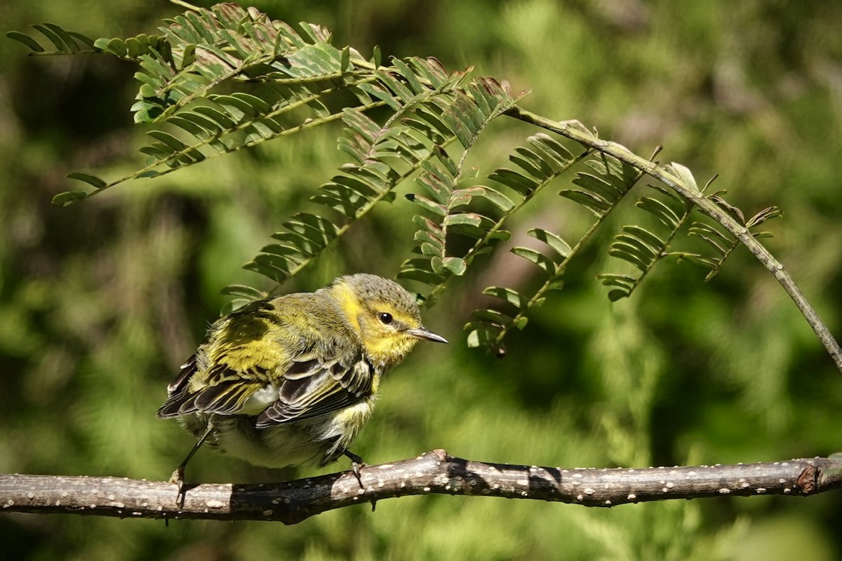 Cape May Warbler - ML625074570