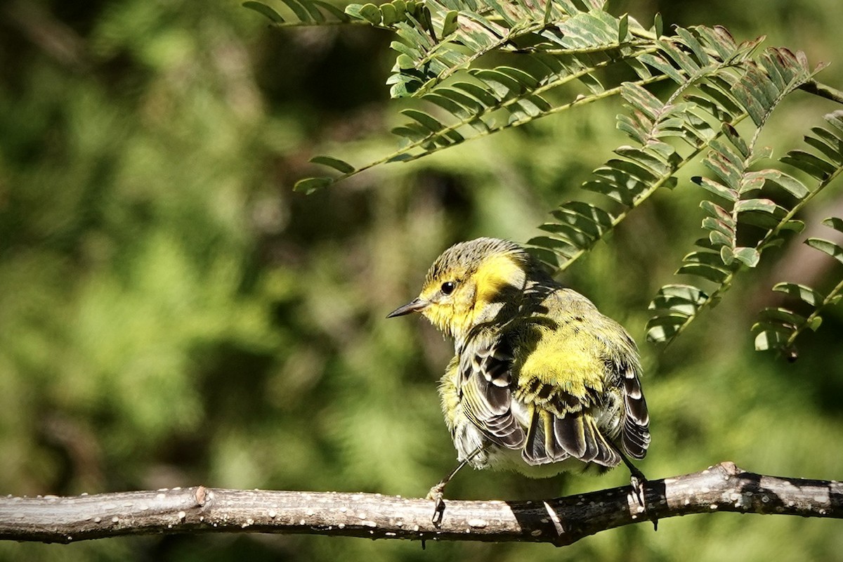 Cape May Warbler - ML625074571