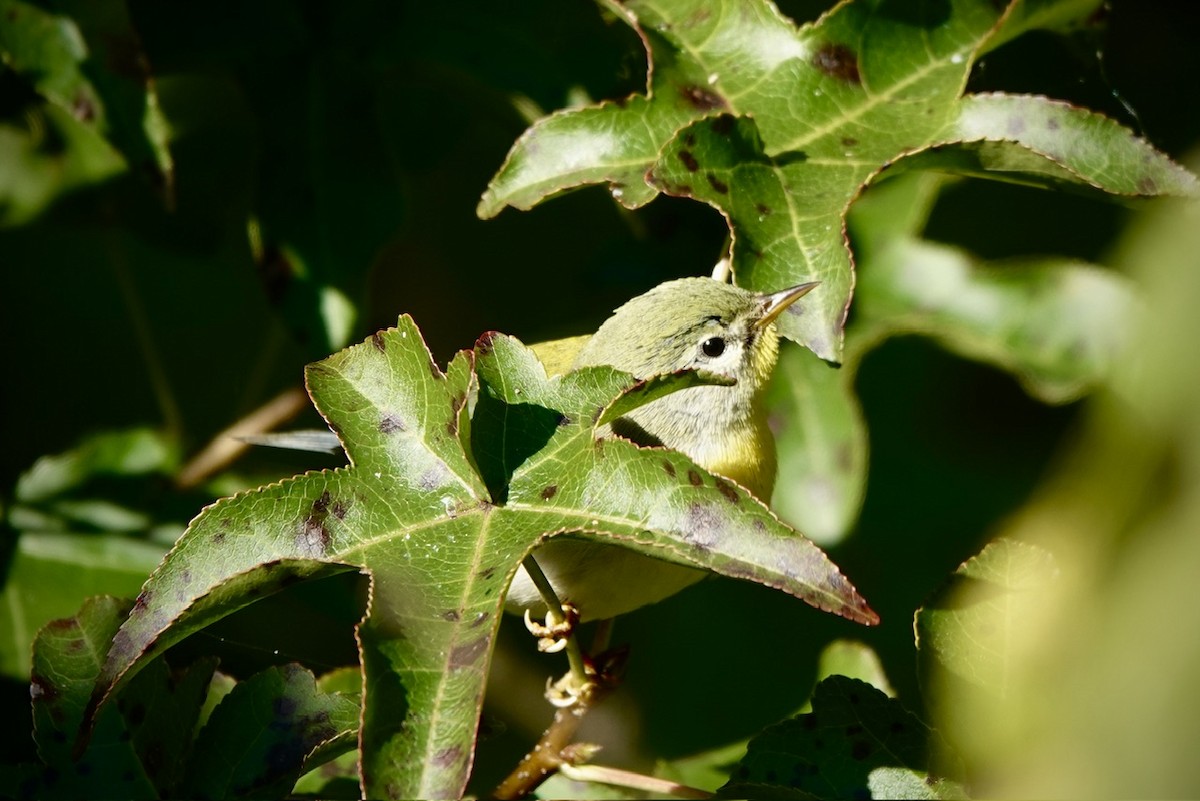 Northern Parula - ML625074580