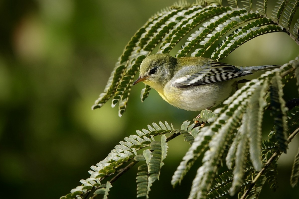 Northern Parula - ML625074581