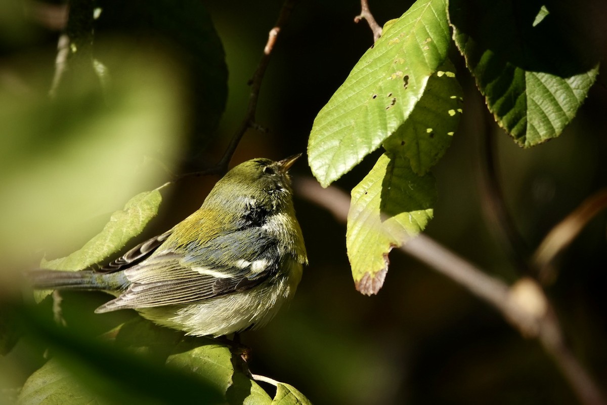 Northern Parula - Fleeta Chauvigne