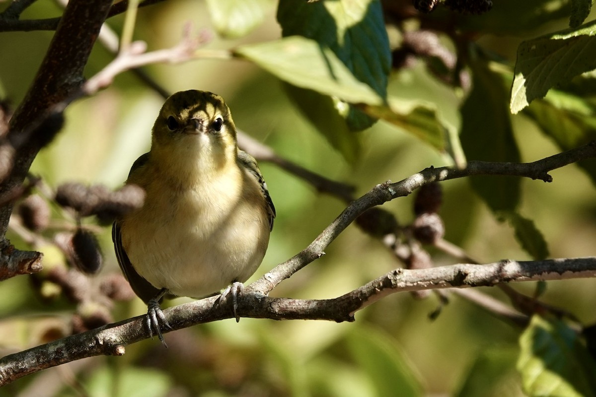 Bay-breasted Warbler - ML625074603