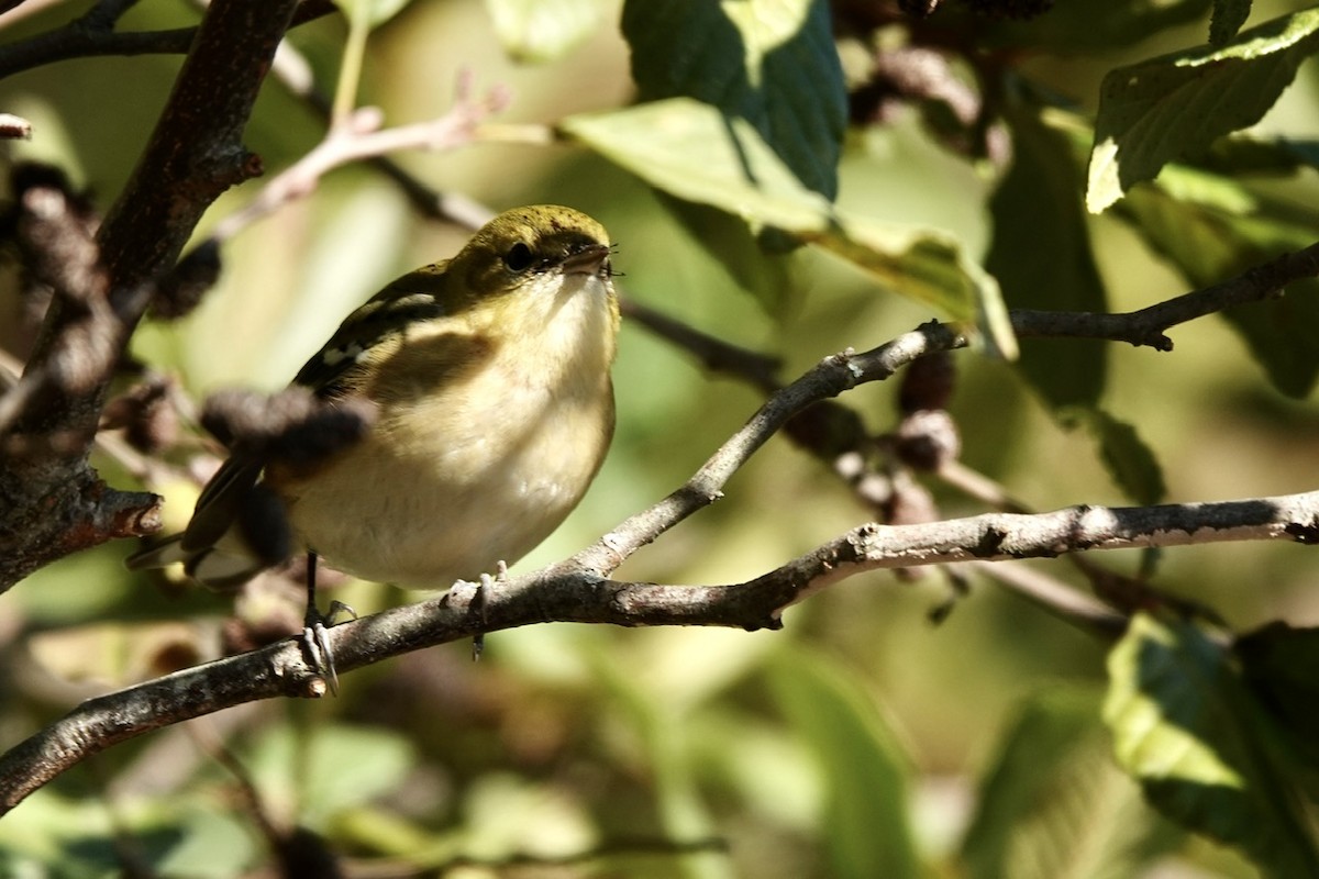 Bay-breasted Warbler - ML625074604