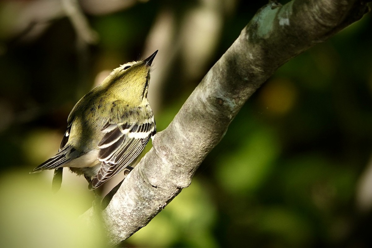 Bay-breasted Warbler - ML625074605