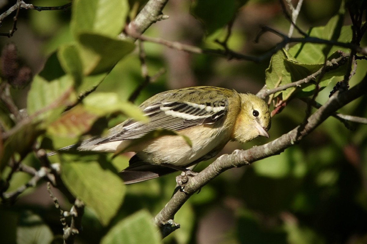 Bay-breasted Warbler - ML625074606