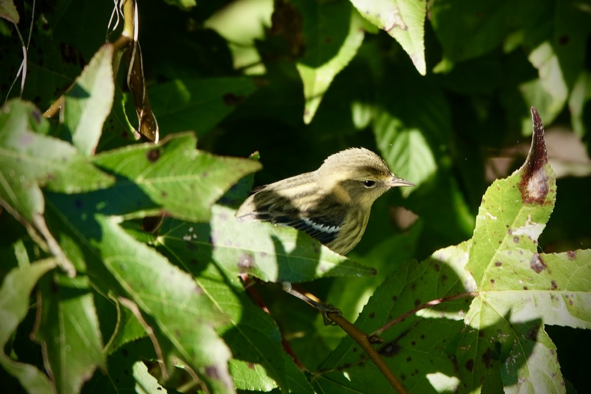 Blackburnian Warbler - ML625074621