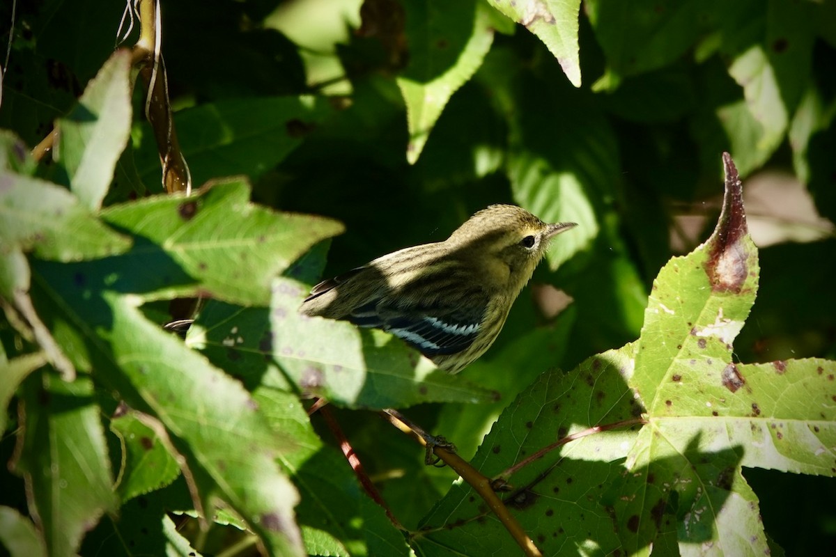 Blackburnian Warbler - ML625074622