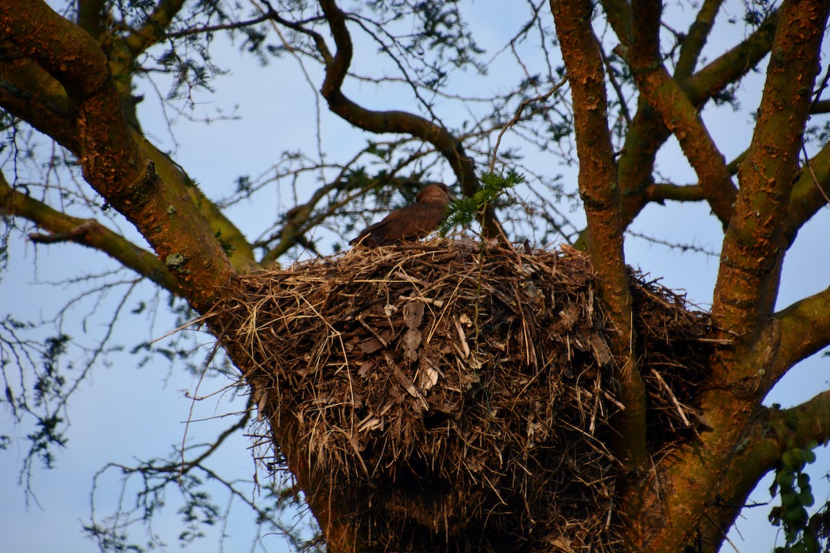 Hamerkop - ML625074662