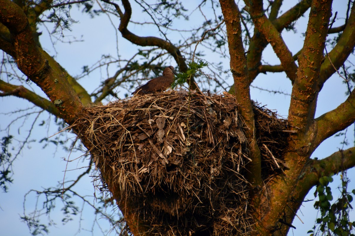 Hamerkop - ML625074663