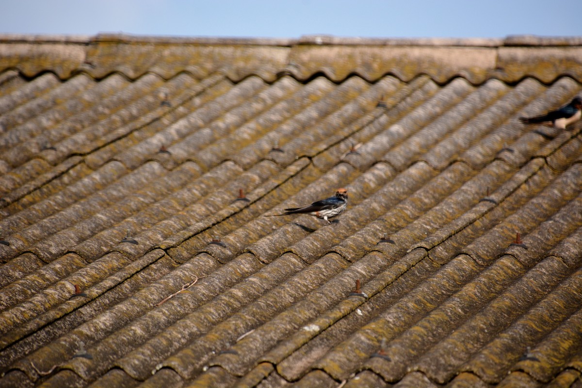 Lesser Striped Swallow - ML625074679