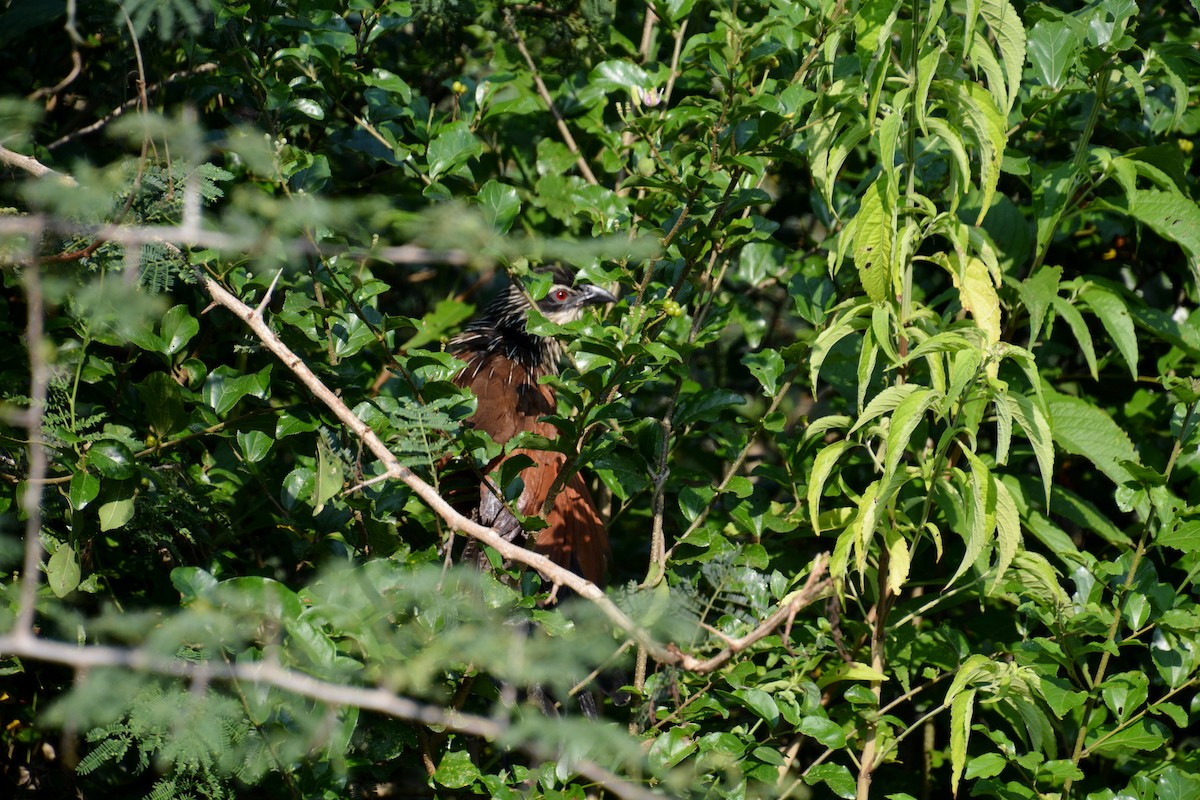 White-browed Coucal - Katie Dustman