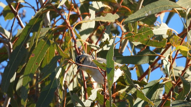 Red-browed Pardalote - ML625074709