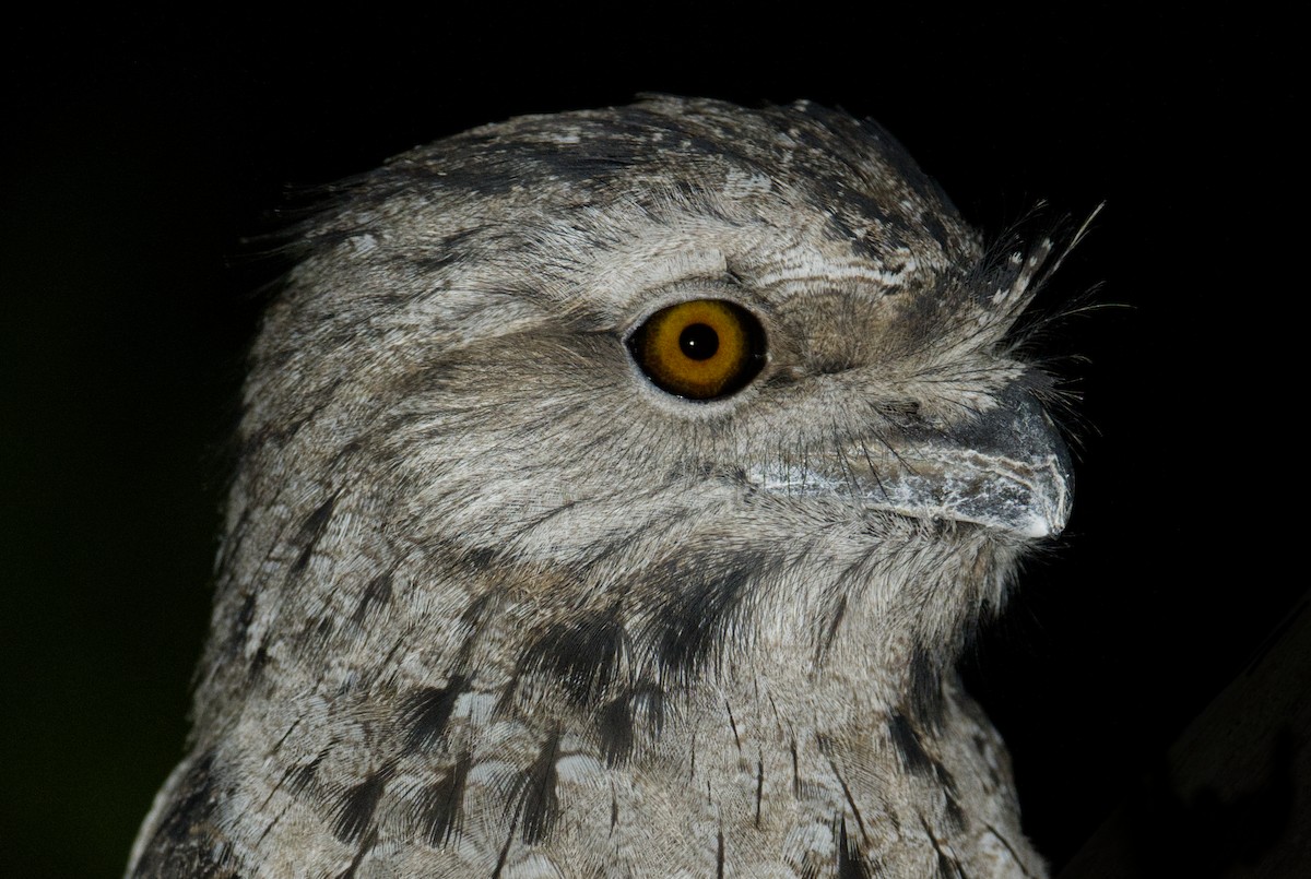 Tawny Frogmouth - ML625074729