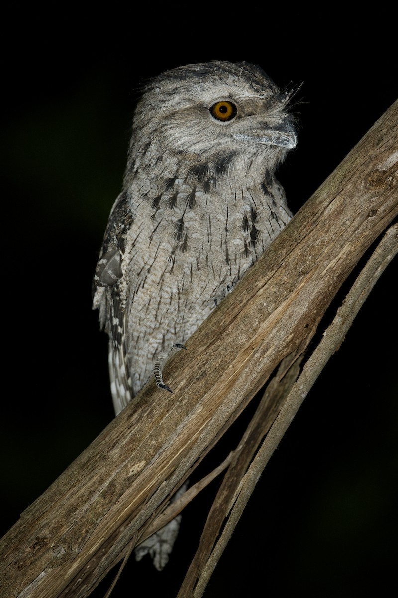 Tawny Frogmouth - ML625074732