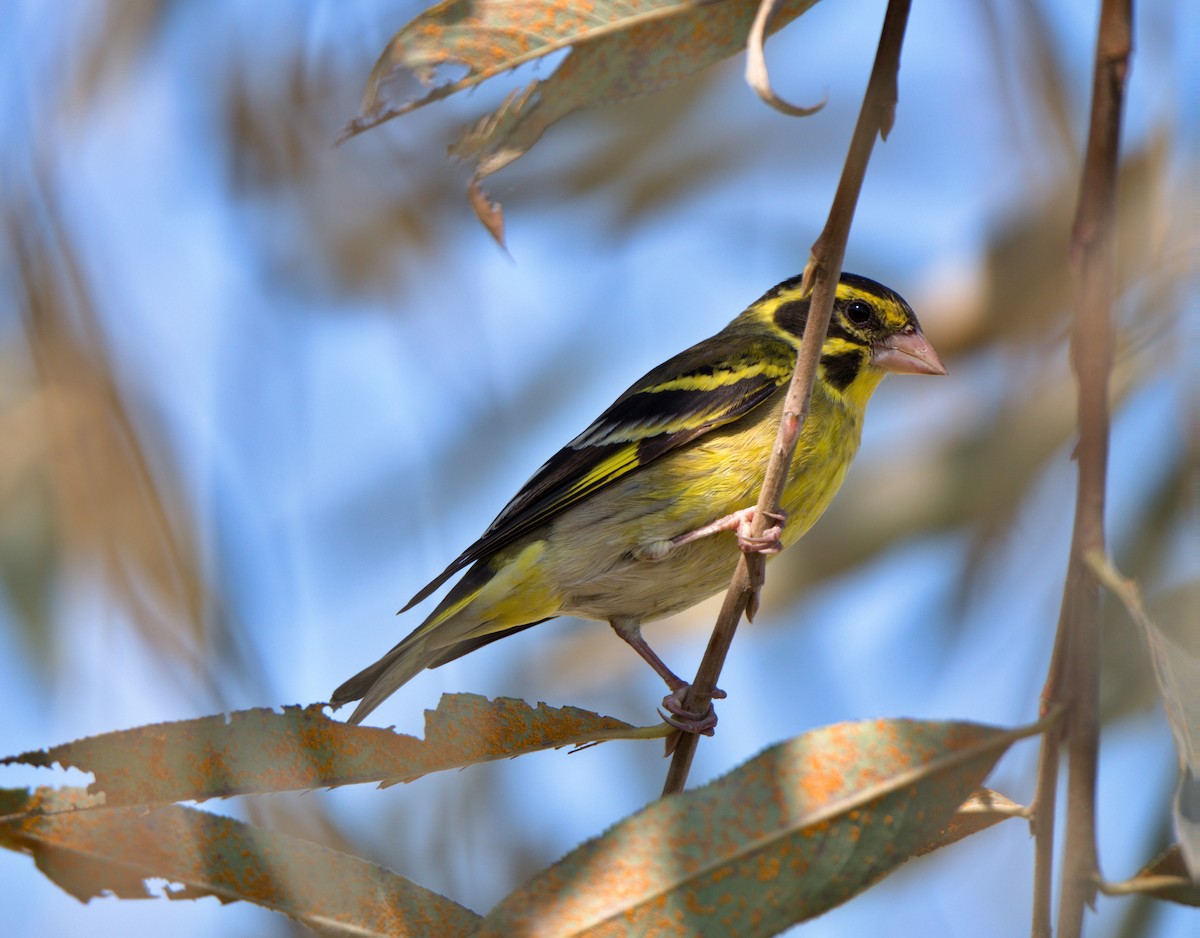 Yellow-breasted Greenfinch - ML625074748