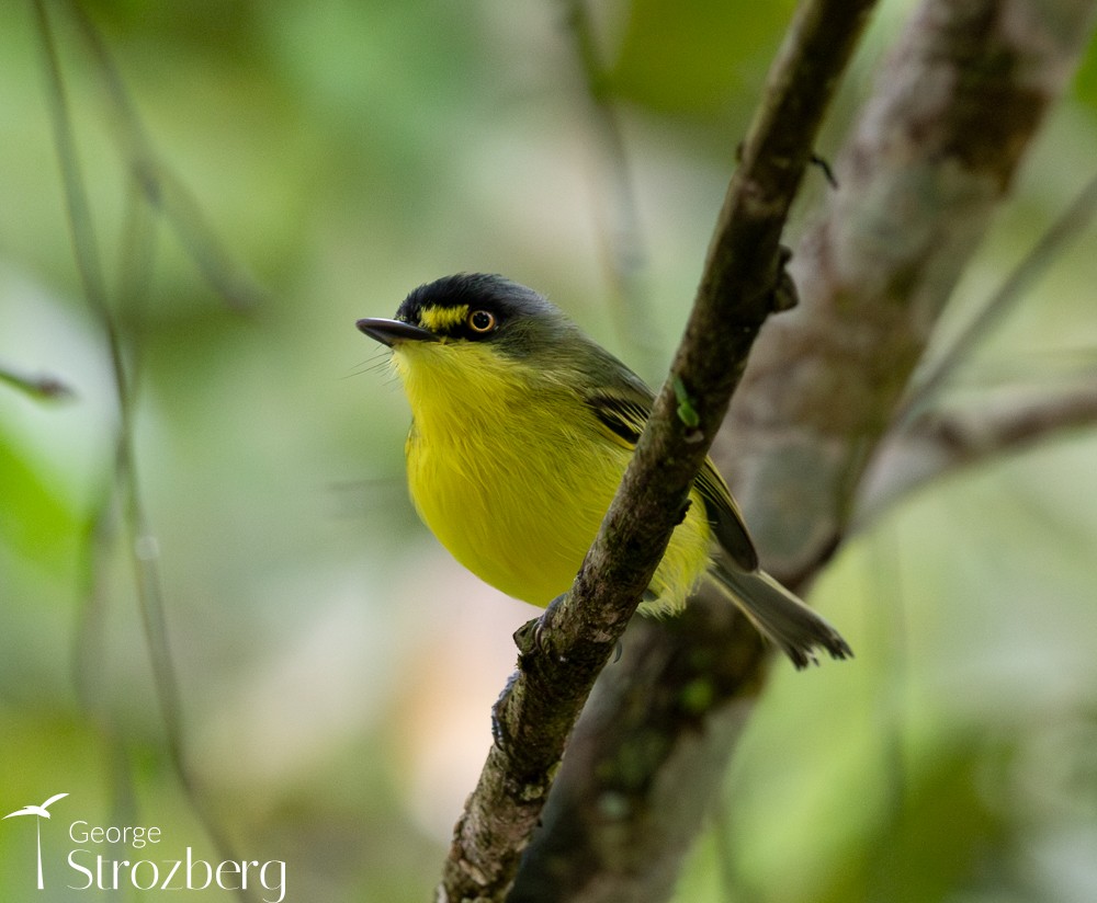 Gray-headed Tody-Flycatcher - ML625074863