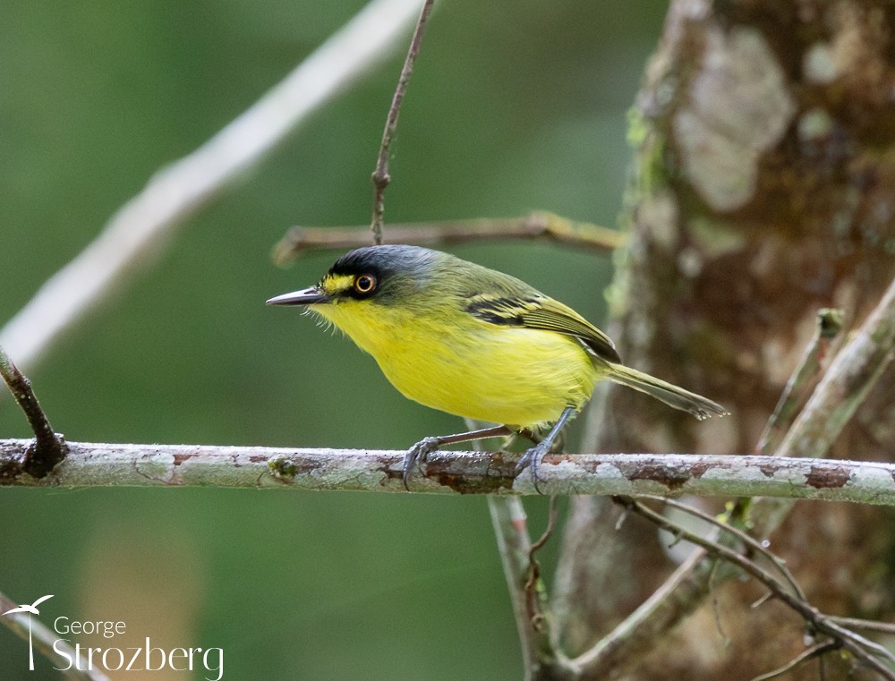 Gray-headed Tody-Flycatcher - George Strozberg