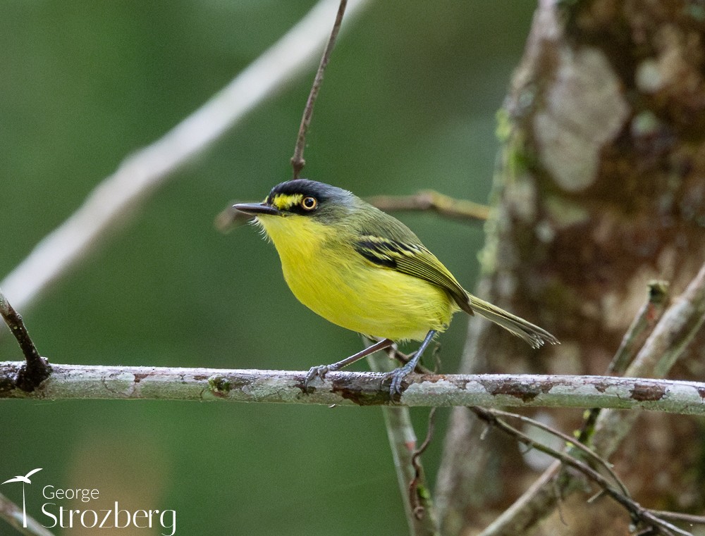 Gray-headed Tody-Flycatcher - ML625074865